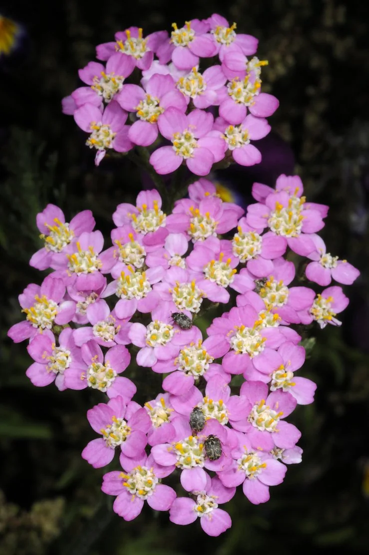 Achillea millefolium photograph from the Finnish Biodiversity Information Facility