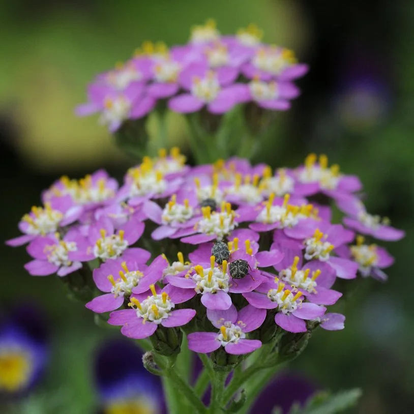 Achillea millefolium photograph from the Finnish Biodiversity Information Facility