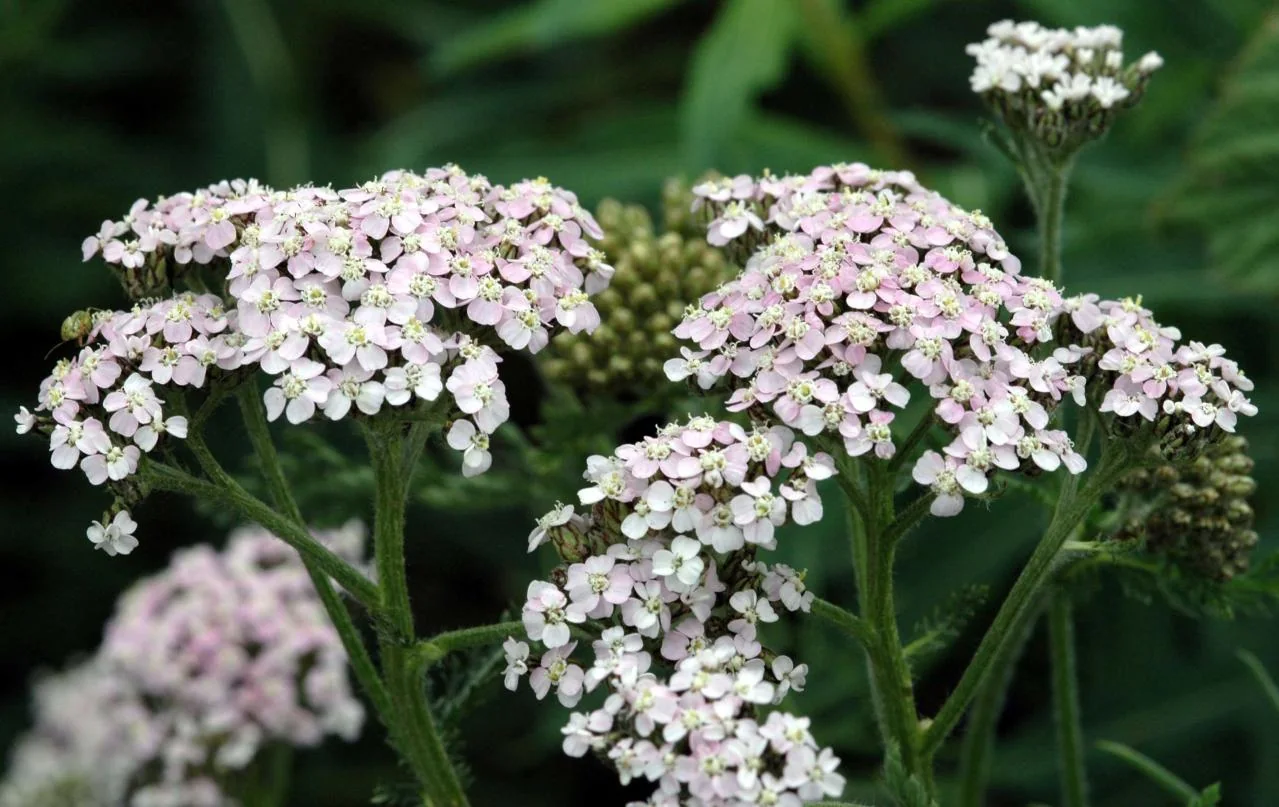 Achillea millefolium photograph from the Finnish Biodiversity Information Facility