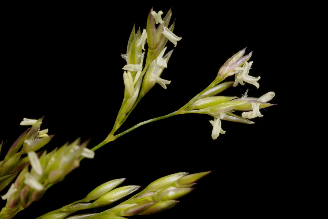 Agrostis capillaris photograph from the Finnish Biodiversity Information Facility