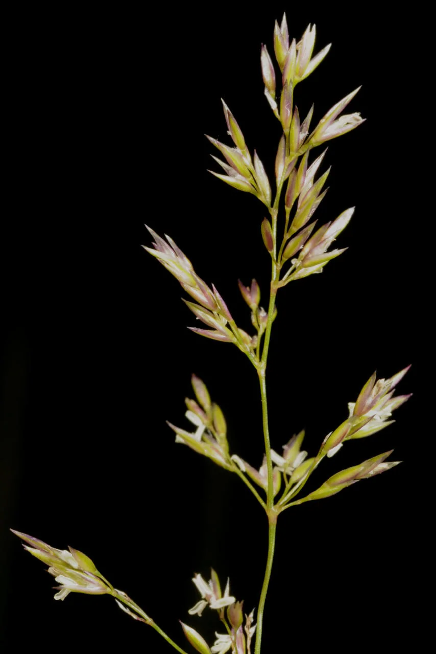 Agrostis capillaris photograph from the Finnish Biodiversity Information Facility