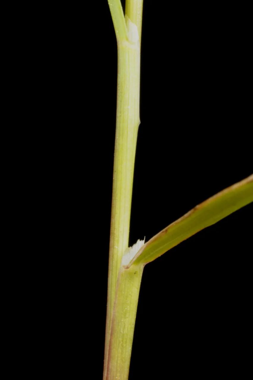 Agrostis capillaris photograph from the Finnish Biodiversity Information Facility