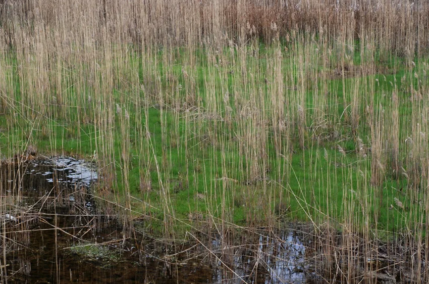 Agrostis stolonifera photograph from the Finnish Biodiversity Information Facility