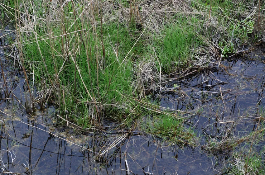 Agrostis stolonifera photograph from the Finnish Biodiversity Information Facility