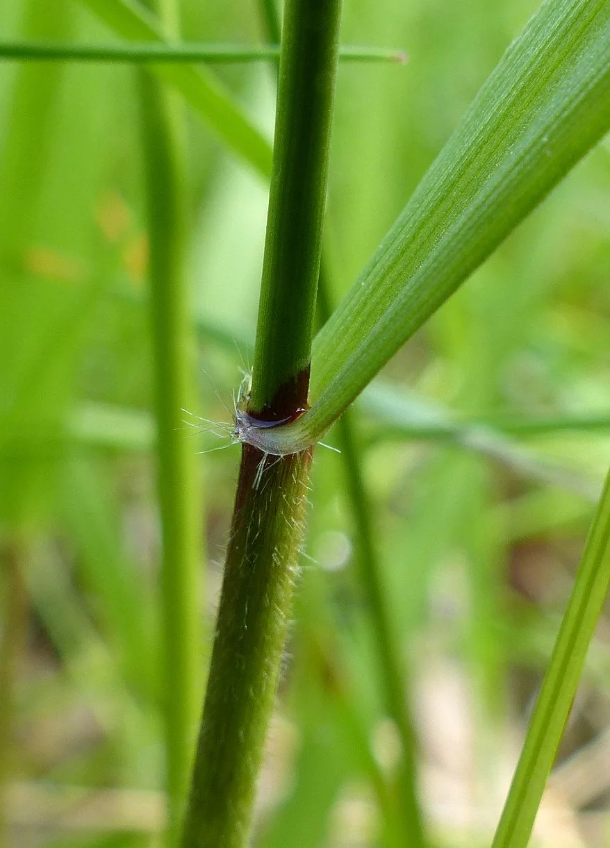 Anthoxanthum odoratum photograph from the Finnish Biodiversity Information Facility