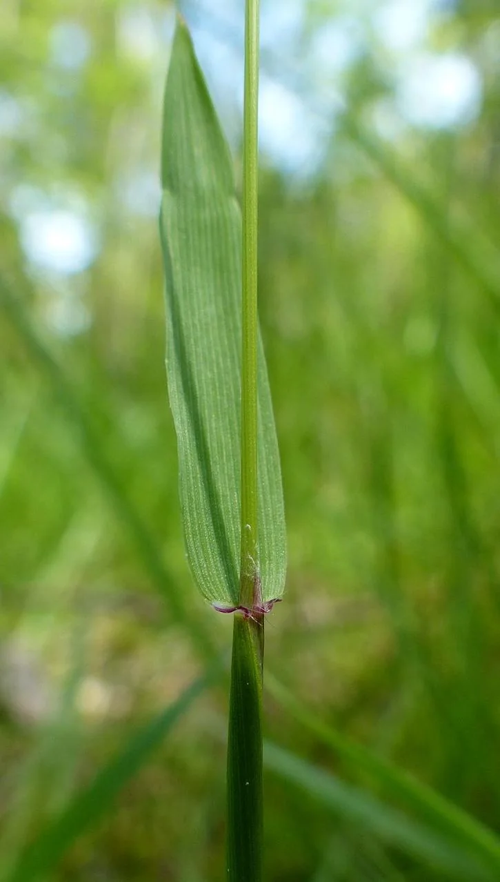 Anthoxanthum odoratum photograph from the Finnish Biodiversity Information Facility