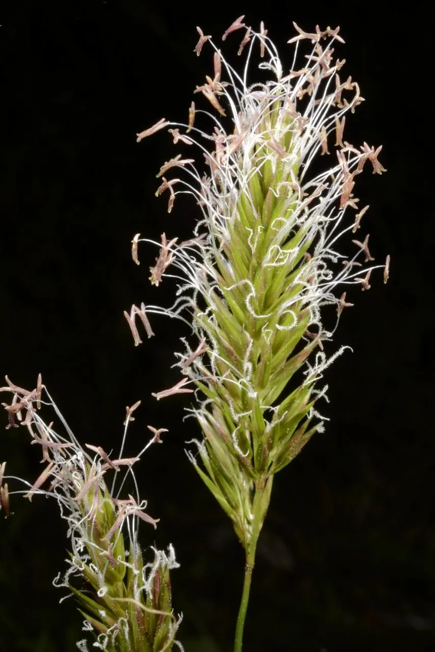 Anthoxanthum odoratum photograph from the Finnish Biodiversity Information Facility