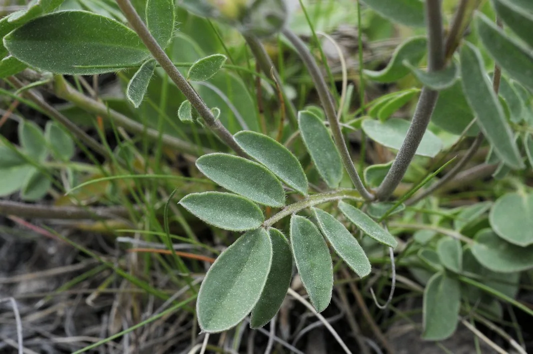Anthyllis vulneraria photograph from the Finnish Biodiversity Information Facility