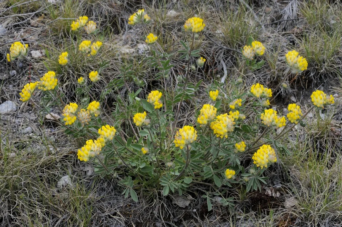 Anthyllis vulneraria photograph from the Finnish Biodiversity Information Facility