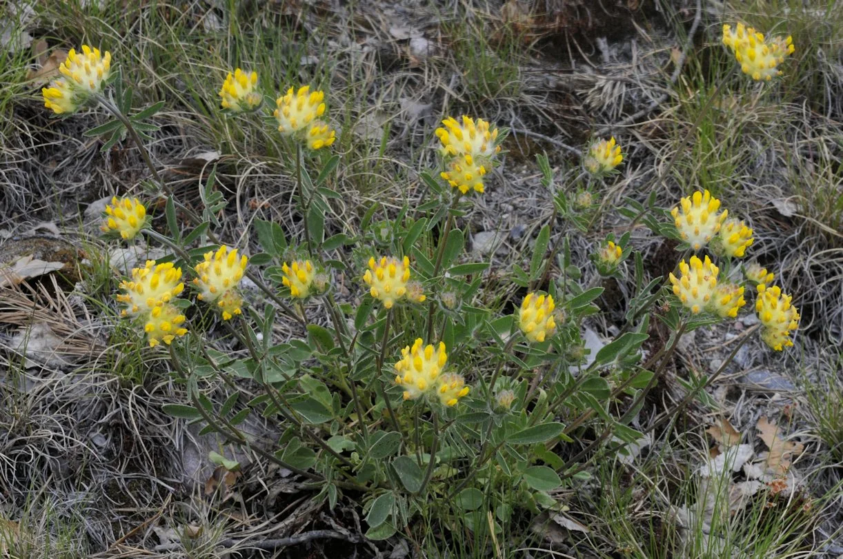 Anthyllis vulneraria photograph from the Finnish Biodiversity Information Facility