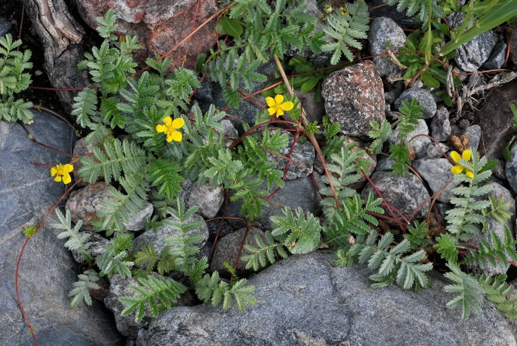 Argentina anserina photograph from the Finnish Biodiversity Information Facility