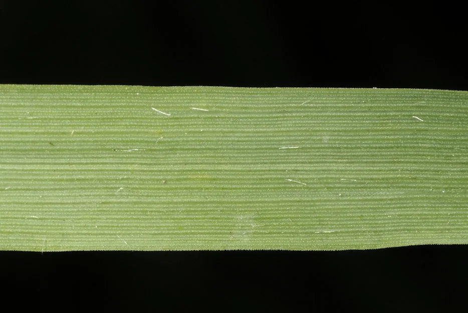 Arrhenatherum elatius photograph from the Finnish Biodiversity Information Facility