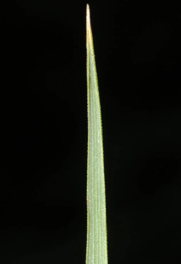 Arrhenatherum elatius photograph from the Finnish Biodiversity Information Facility