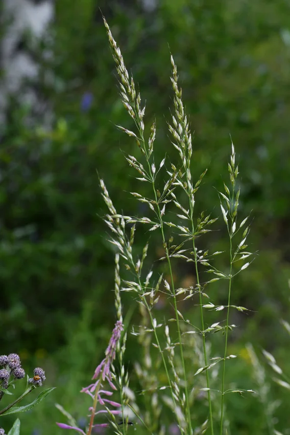 Arrhenatherum elatius photograph from the Finnish Biodiversity Information Facility