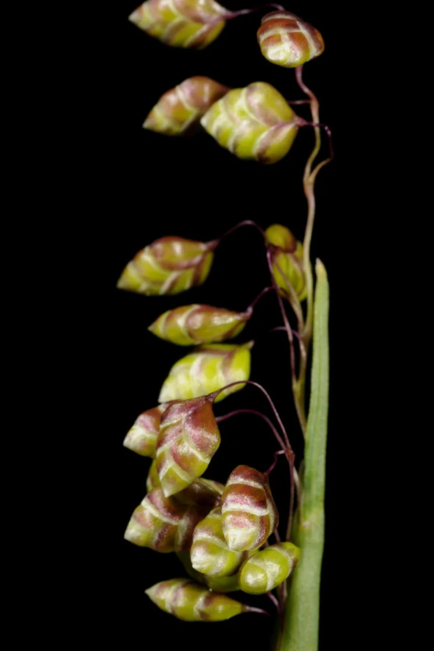 Briza media photograph from the Finnish Biodiversity Information Facility