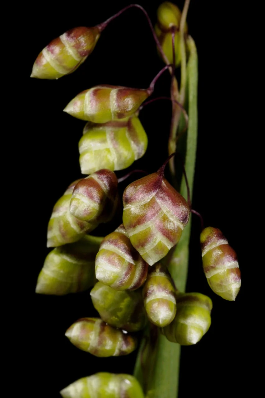 Briza media photograph from the Finnish Biodiversity Information Facility
