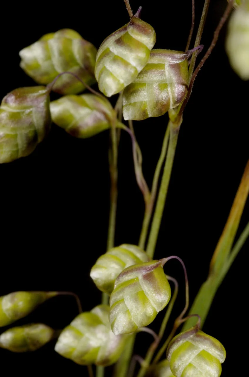 Briza media photograph from the Finnish Biodiversity Information Facility