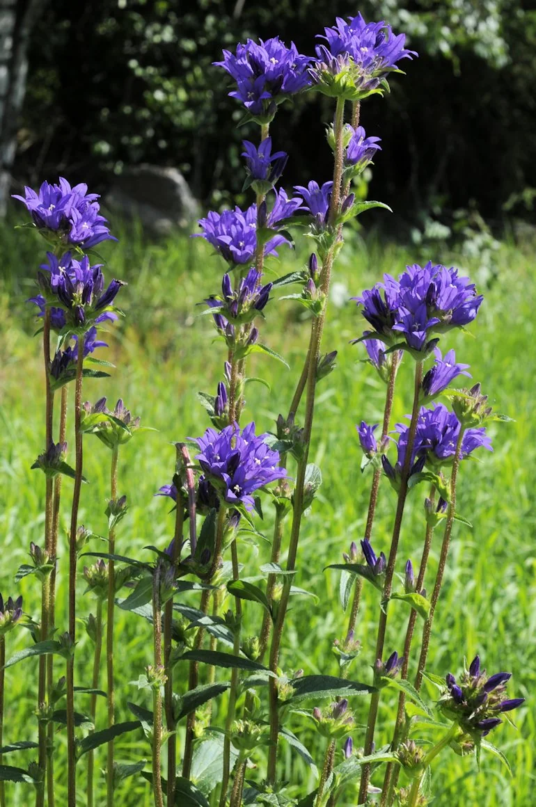 Campanula glomerata photograph from the Finnish Biodiversity Information Facility
