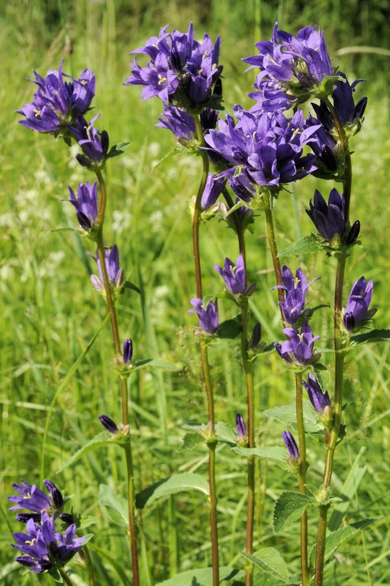 Campanula glomerata photograph from the Finnish Biodiversity Information Facility