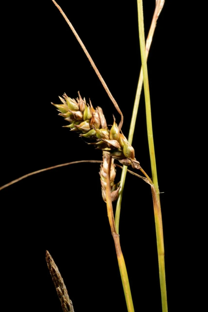 Carex distans photograph from the Finnish Biodiversity Information Facility