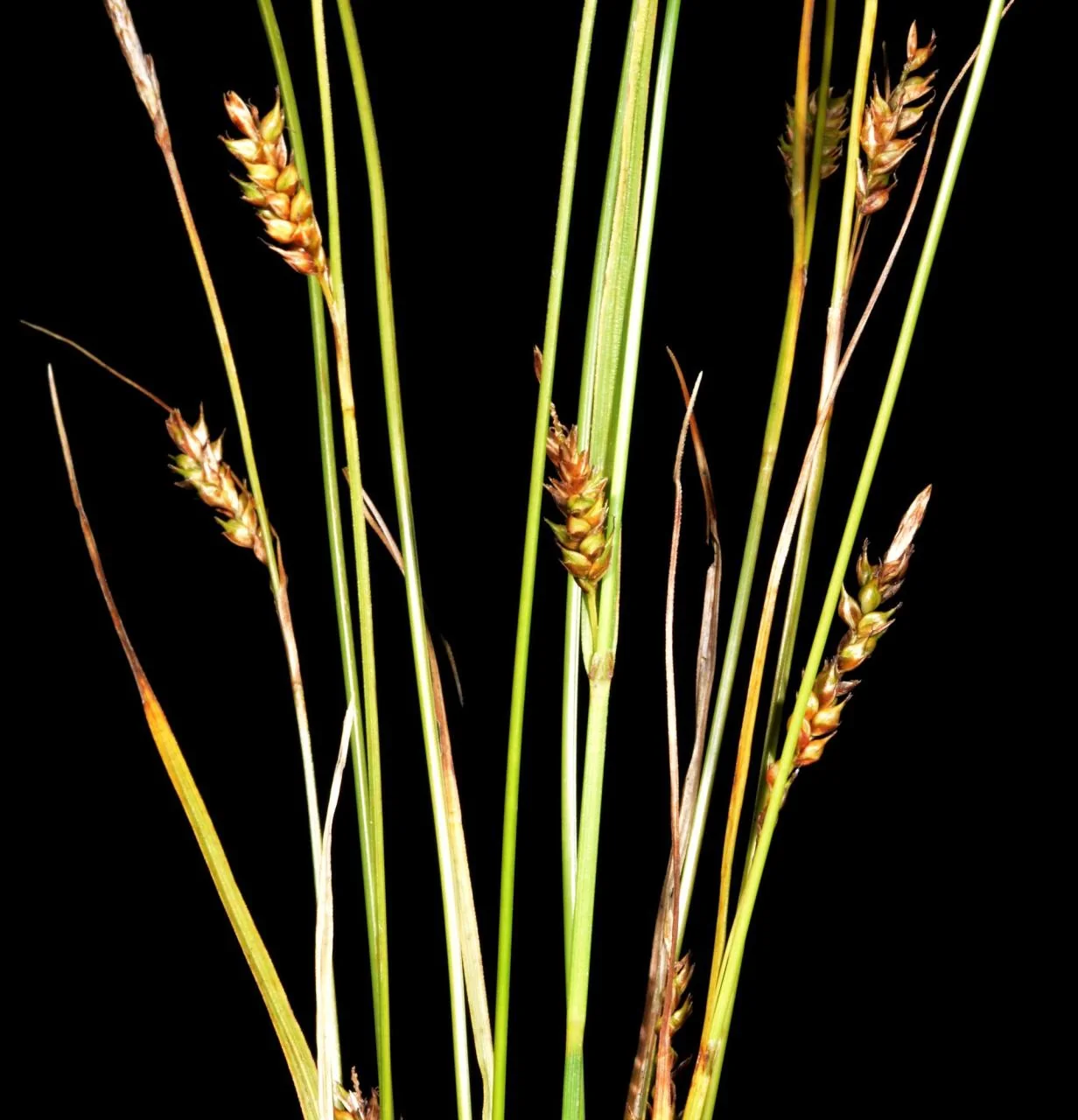 Carex distans photograph from the Finnish Biodiversity Information Facility