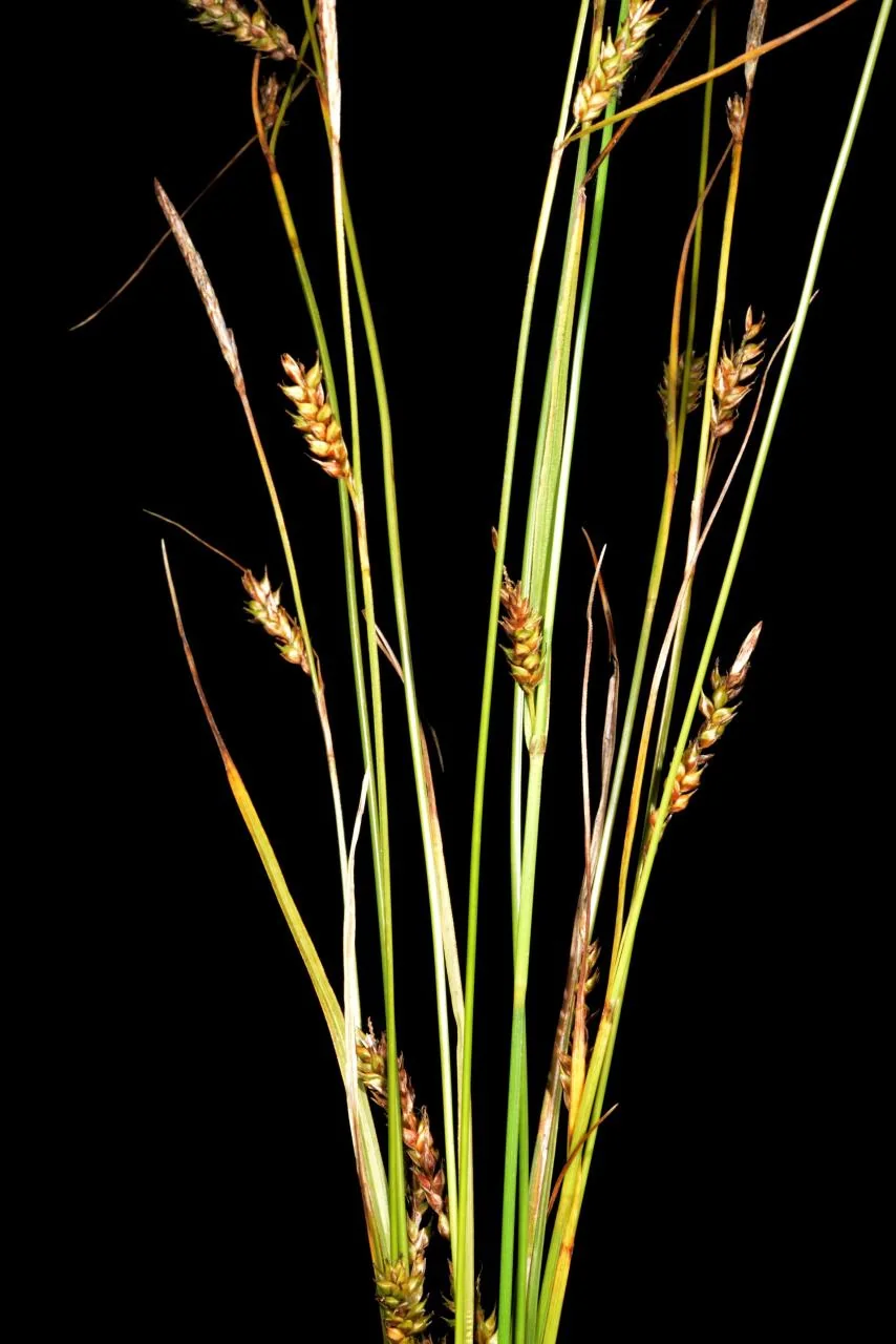Carex distans photograph from the Finnish Biodiversity Information Facility