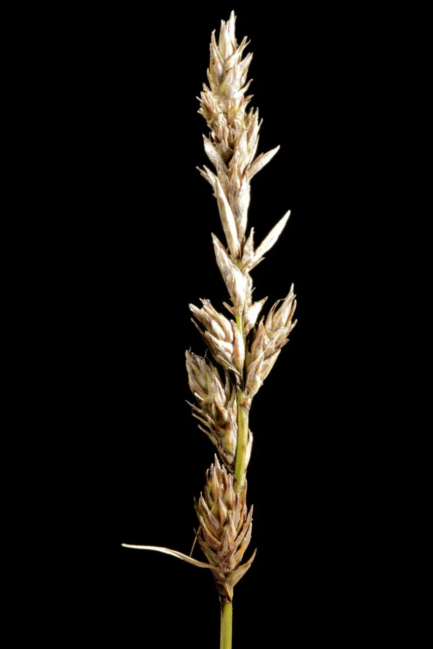 Carex disticha photograph from the Finnish Biodiversity Information Facility