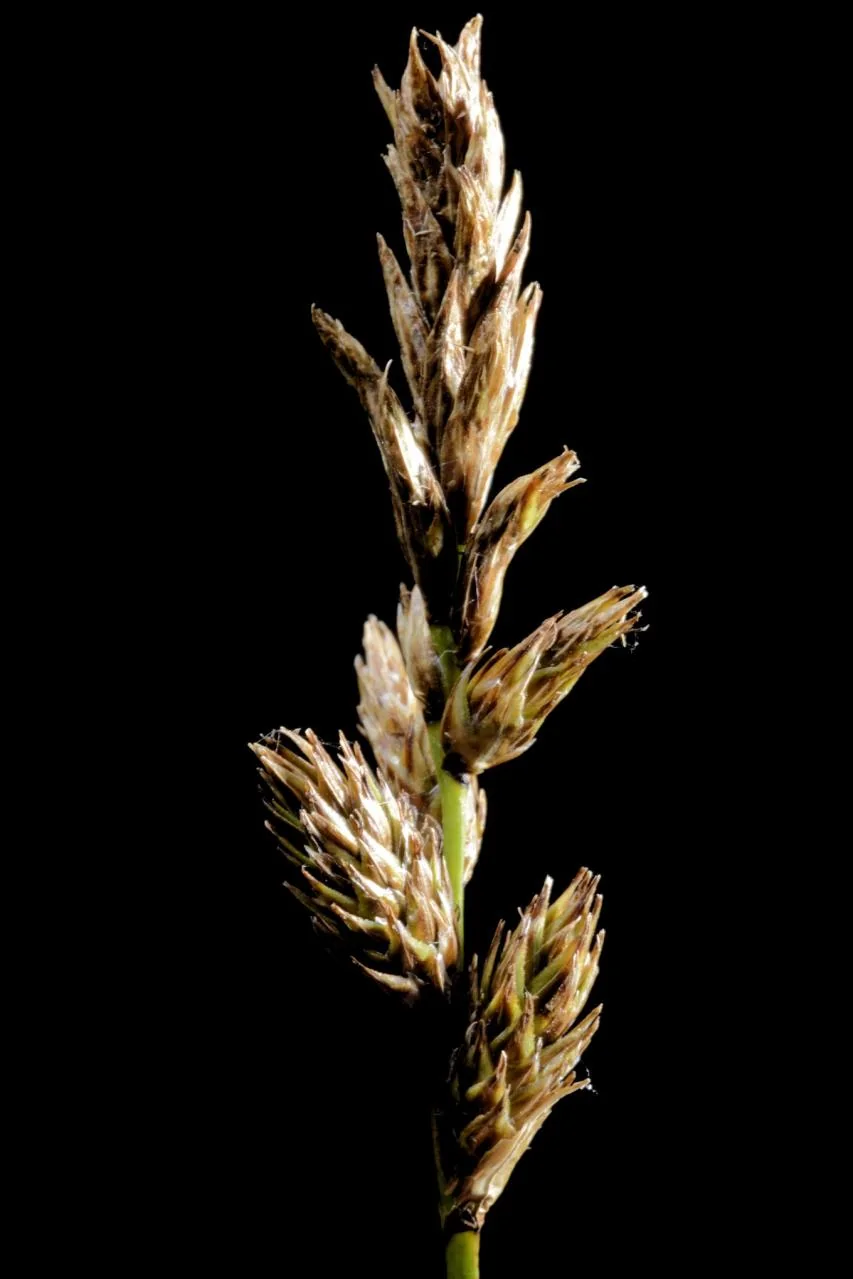 Carex disticha photograph from the Finnish Biodiversity Information Facility