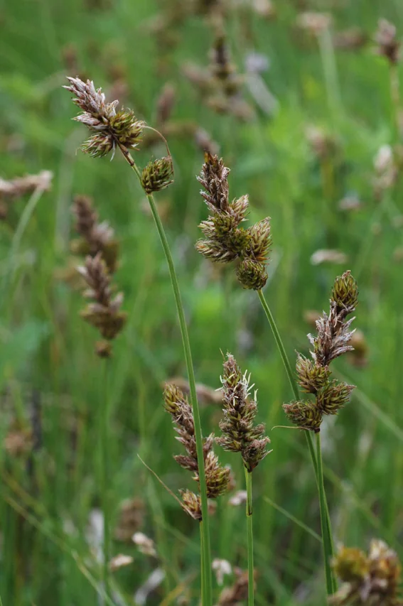 Carex disticha photograph from the Finnish Biodiversity Information Facility