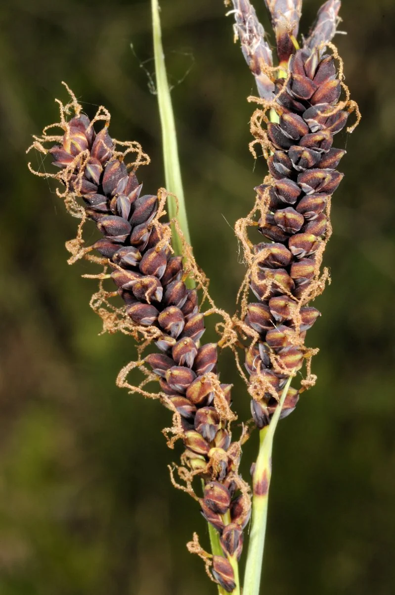 Carex flacca photograph from the Finnish Biodiversity Information Facility