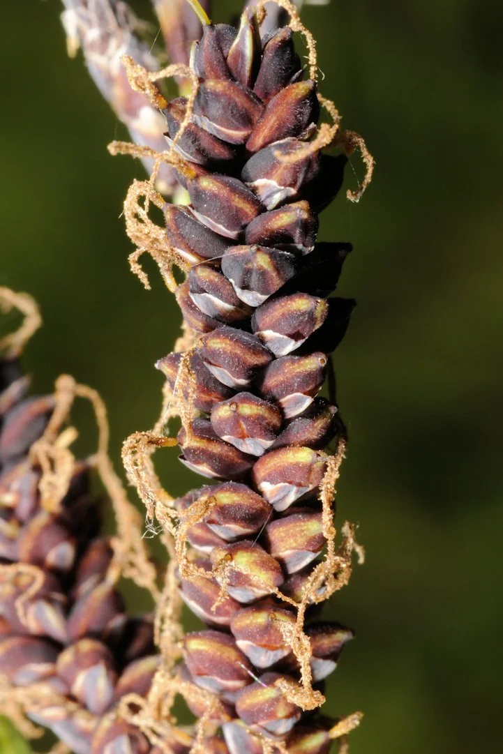 Carex flacca photograph from the Finnish Biodiversity Information Facility
