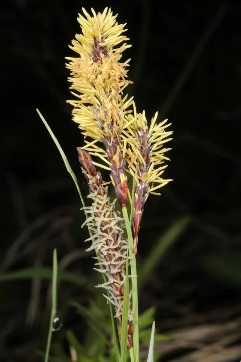 Carex flacca photograph from the Finnish Biodiversity Information Facility