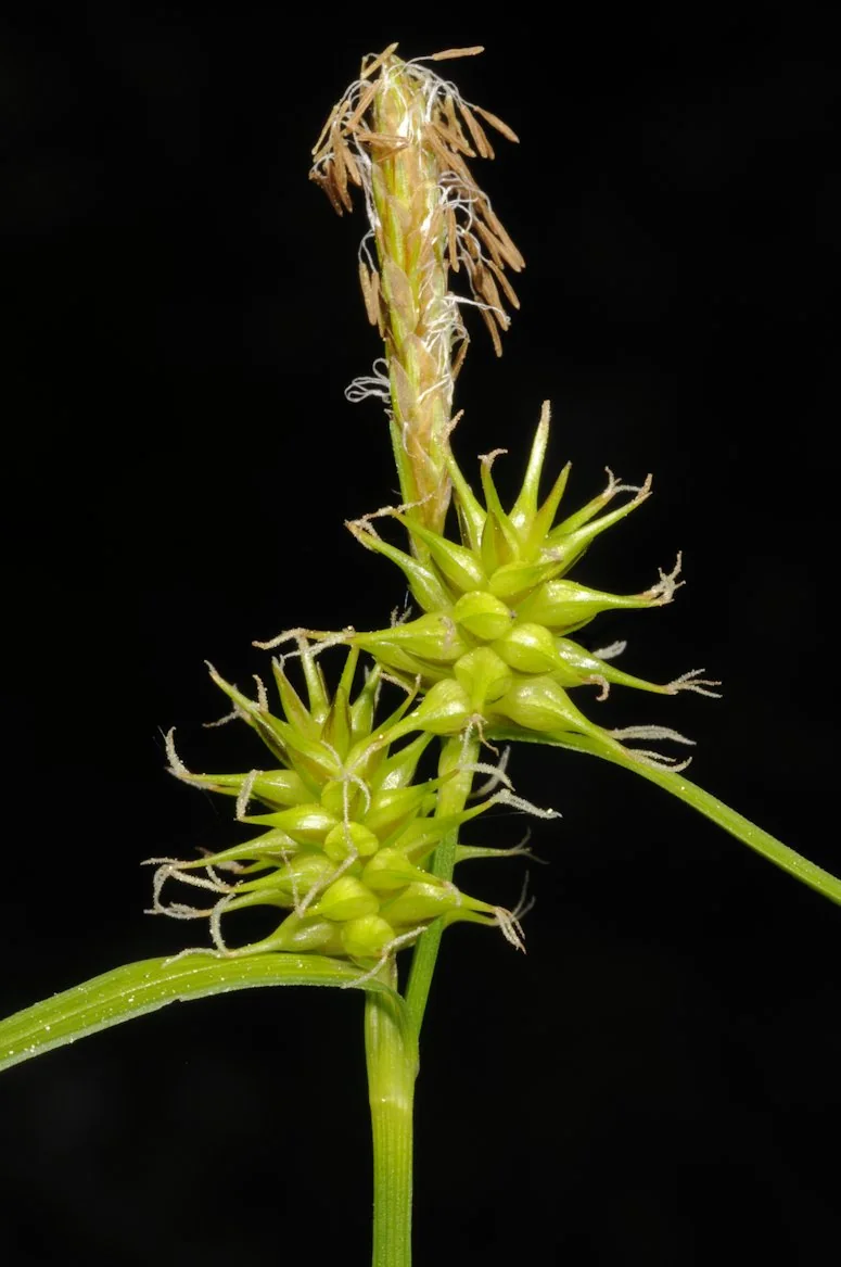 Carex flava photograph from the Finnish Biodiversity Information Facility