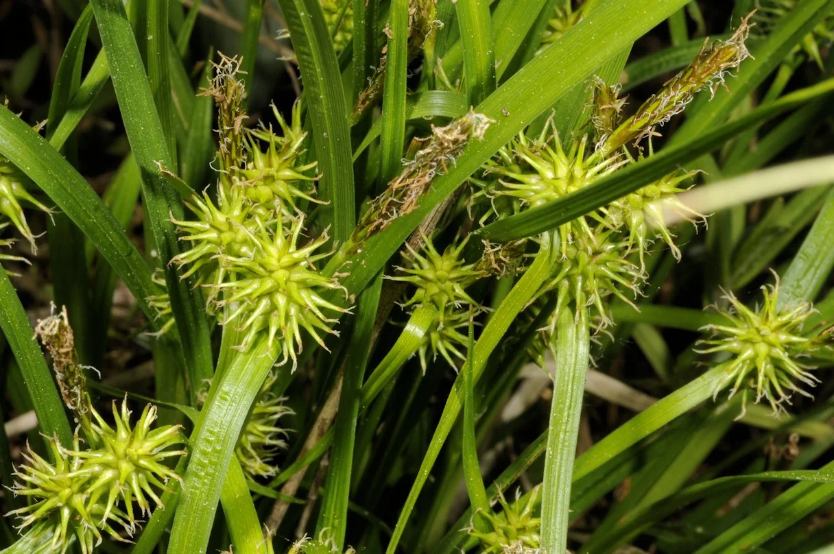 Carex flava photograph from the Finnish Biodiversity Information Facility