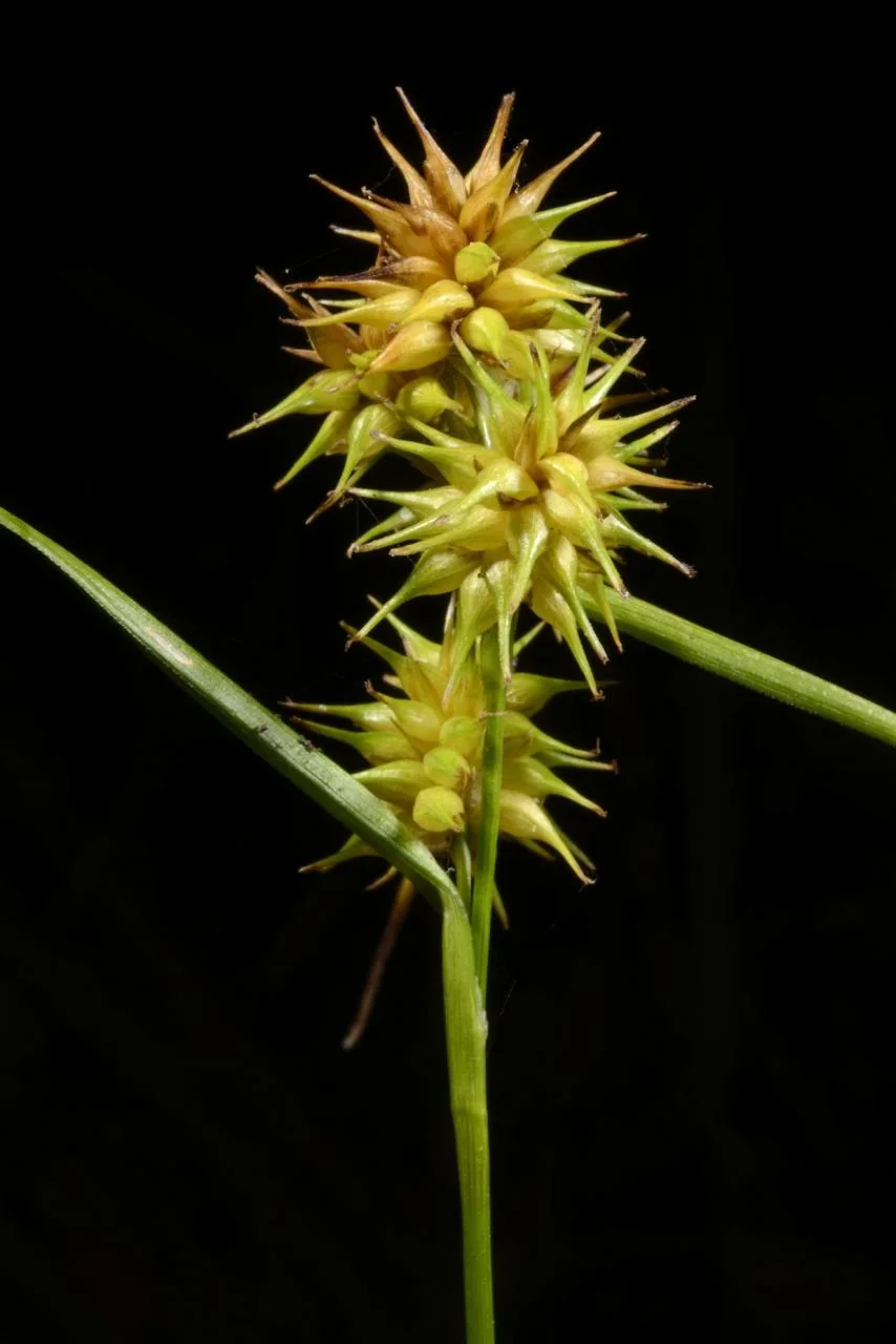 Carex flava photograph from the Finnish Biodiversity Information Facility