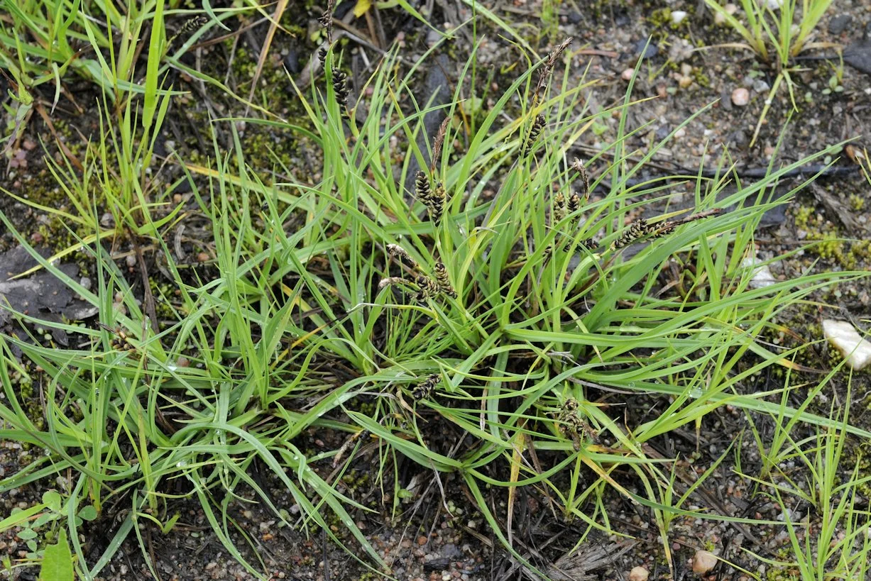 Carex nigra photograph from the Finnish Biodiversity Information Facility