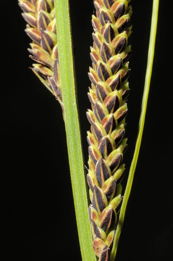 Carex nigra photograph from the Finnish Biodiversity Information Facility