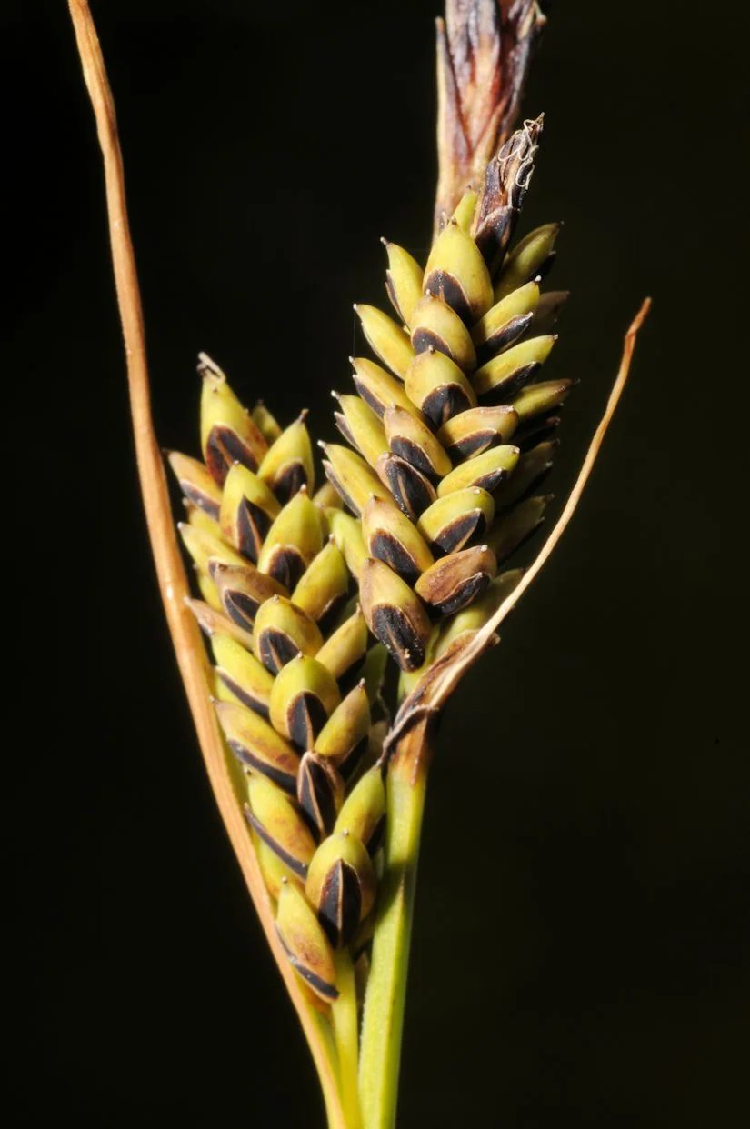 Carex nigra photograph from the Finnish Biodiversity Information Facility