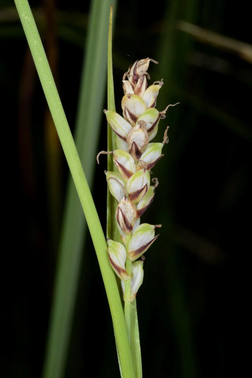 Carex panicea photograph from the Finnish Biodiversity Information Facility