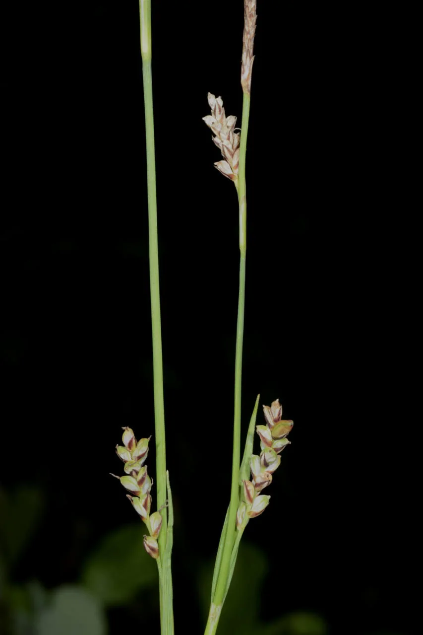 Carex panicea photograph from the Finnish Biodiversity Information Facility