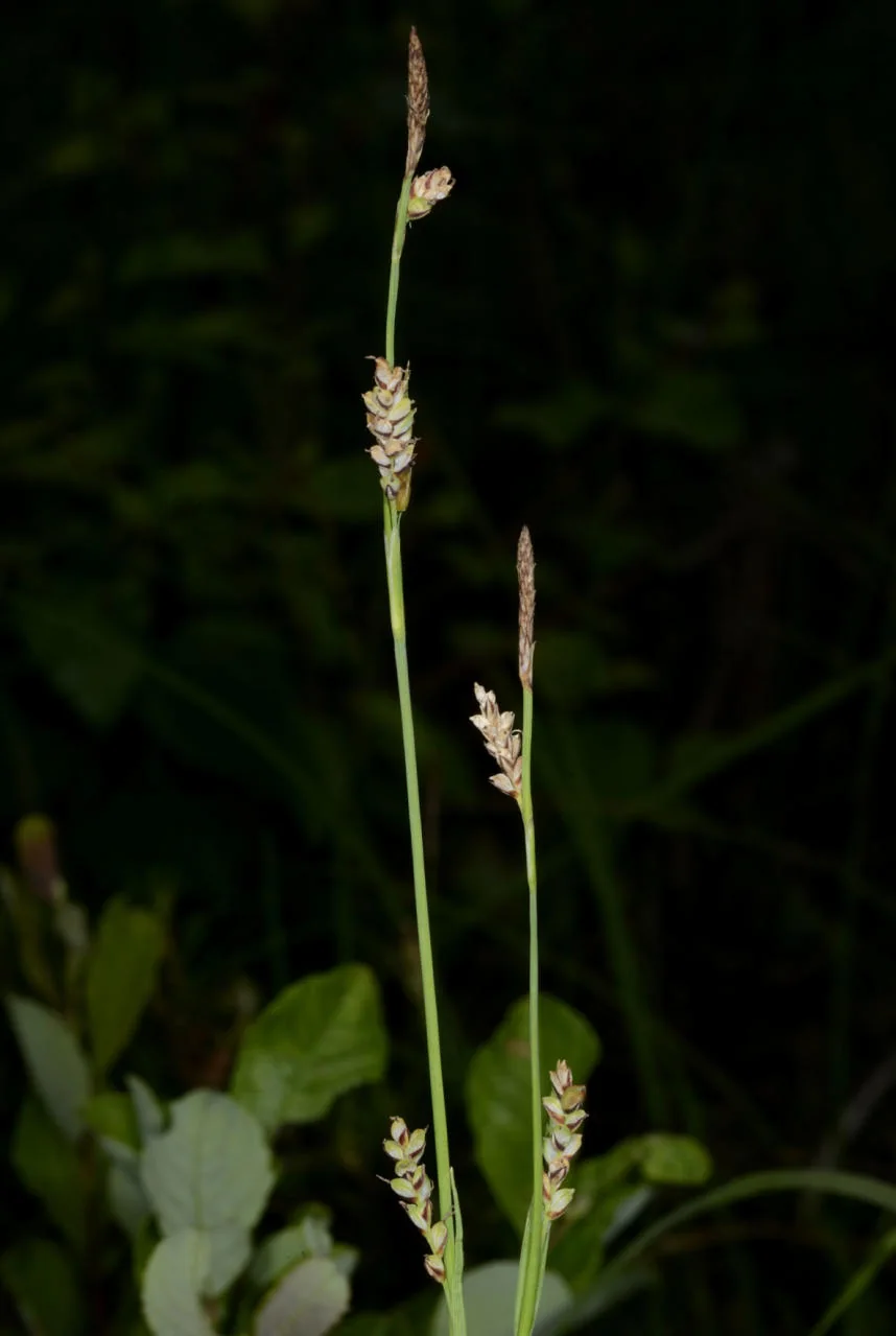 Carex panicea photograph from the Finnish Biodiversity Information Facility