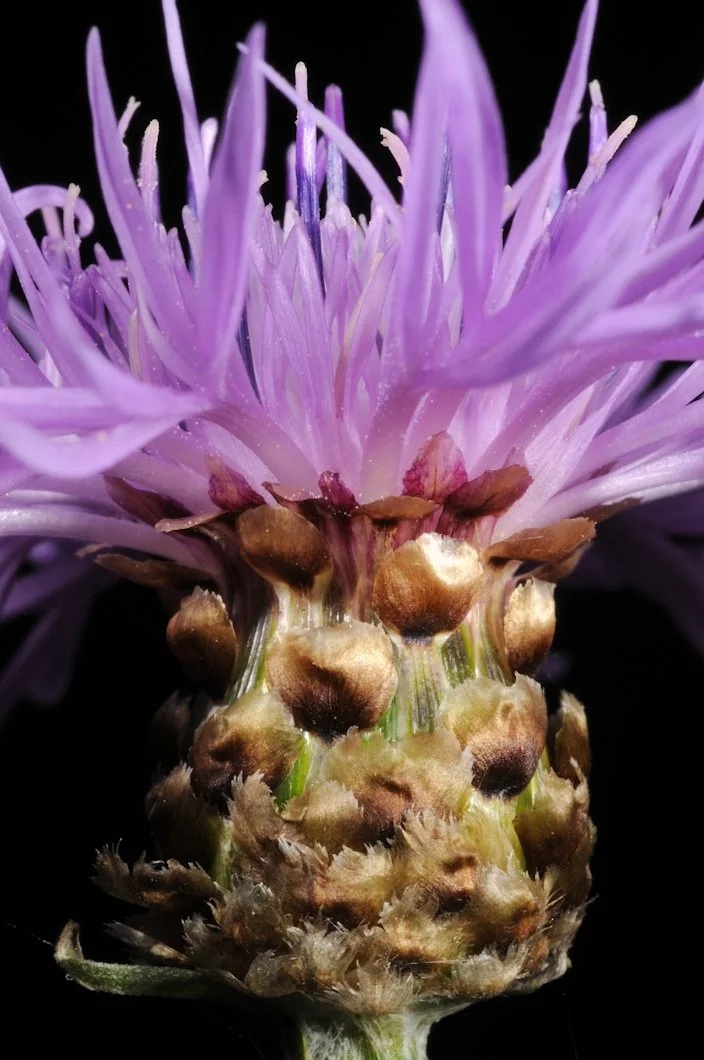 Centaurea jacea photograph from the Finnish Biodiversity Information Facility