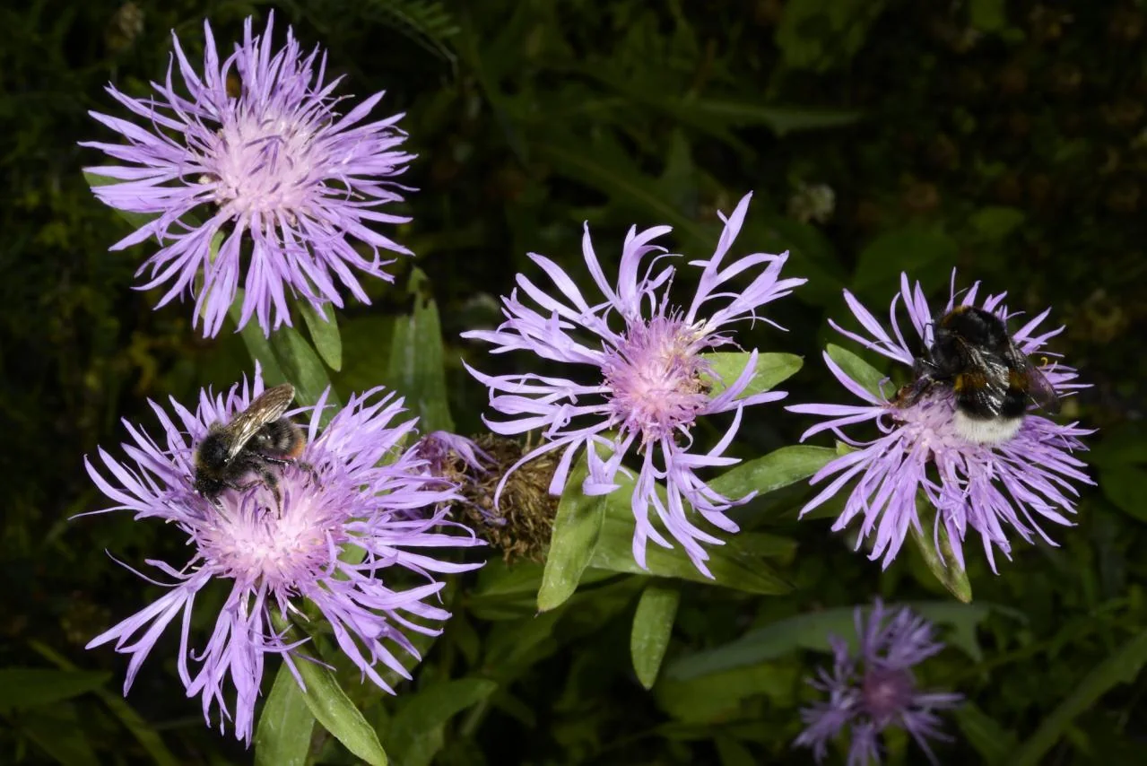 Centaurea jacea photograph from the Finnish Biodiversity Information Facility