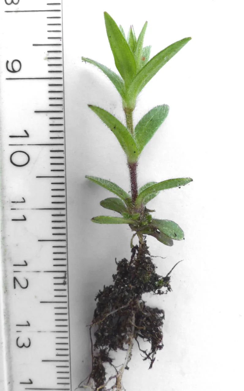Cerastium fontanum photograph from the Finnish Biodiversity Information Facility