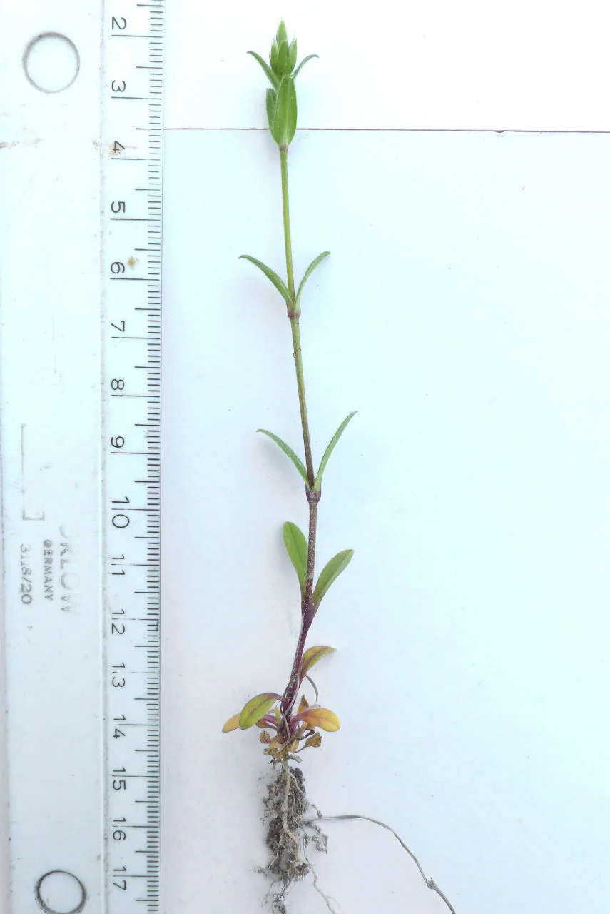 Cerastium fontanum photograph from the Finnish Biodiversity Information Facility