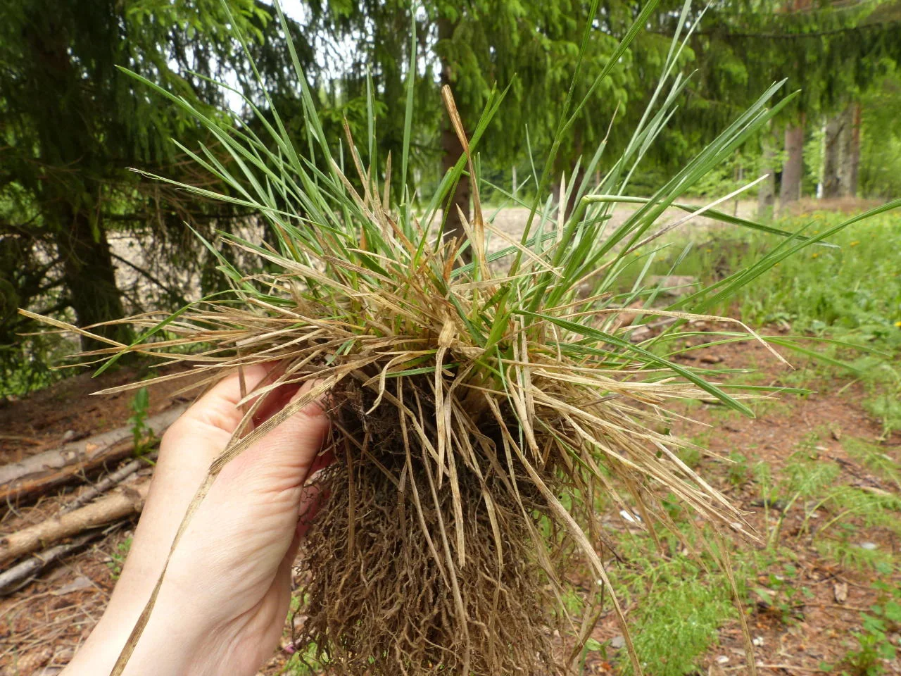 Deschampsia cespitosa photograph from the Finnish Biodiversity Information Facility
