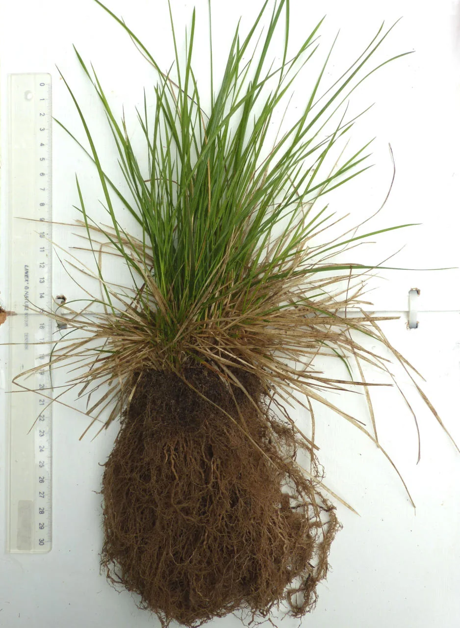 Deschampsia cespitosa photograph from the Finnish Biodiversity Information Facility