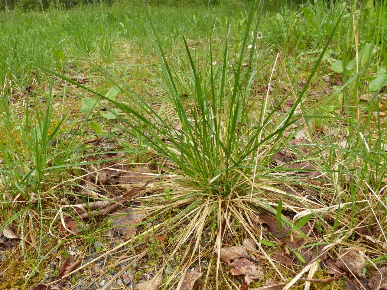 Deschampsia cespitosa photograph from the Finnish Biodiversity Information Facility