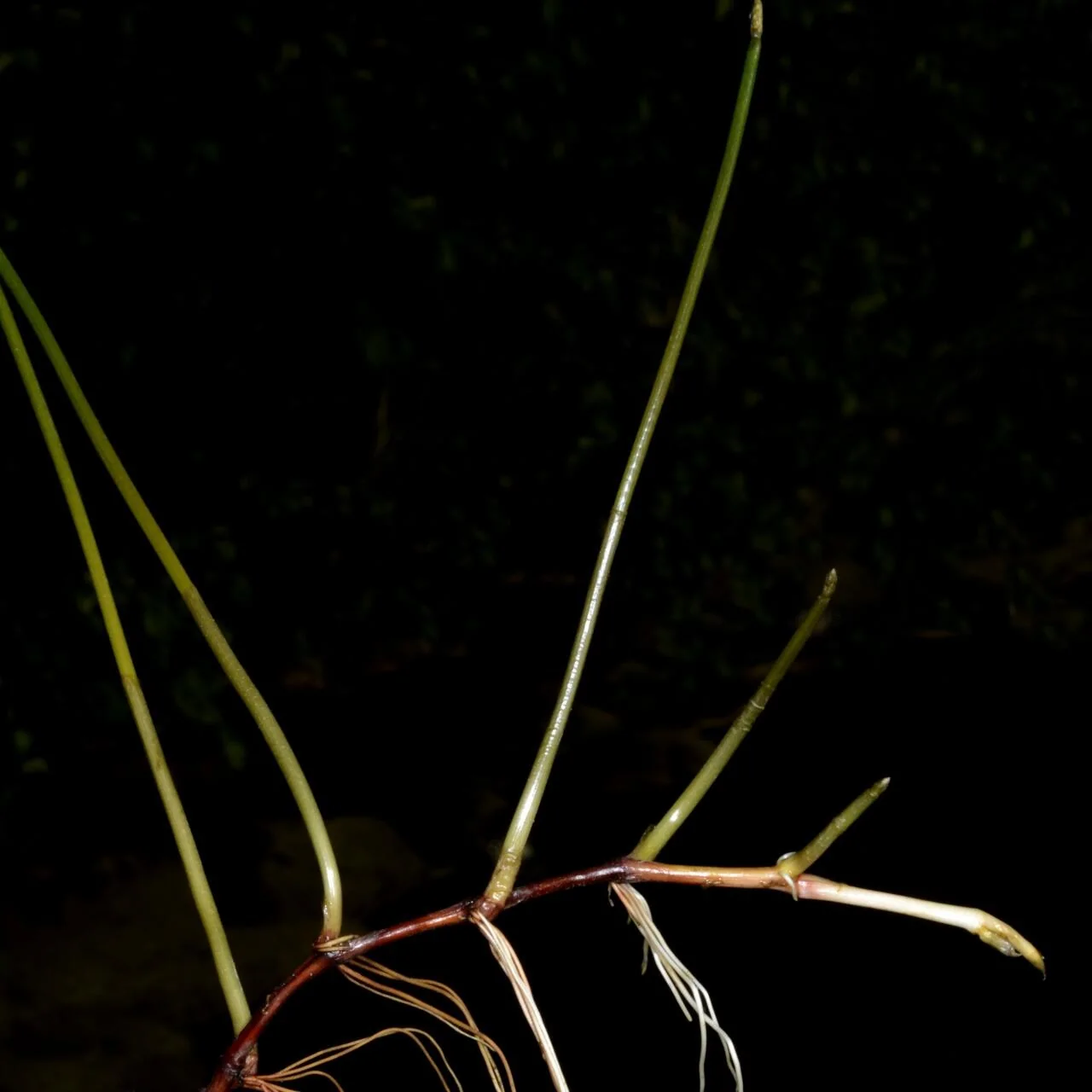 Eleocharis palustris photograph from the Finnish Biodiversity Information Facility