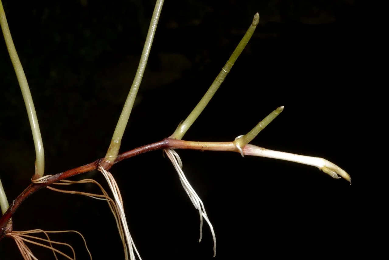 Eleocharis palustris photograph from the Finnish Biodiversity Information Facility